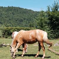 Cavalla da passeggiata