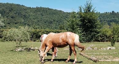 Cavalla da passeggiata