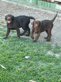 Cuccioli di labrador retriever