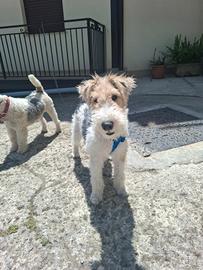 Cuccioli fox terrier