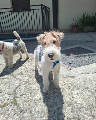 Cuccioli fox terrier