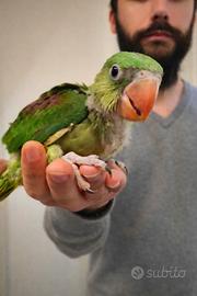 Pullo di grande alessandrino