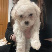 Cuccioli di maltipoo ultima femmina