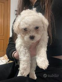Maltipoo (femmina)
