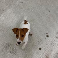 Cuccioli jack Russell