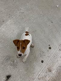 Cuccioli jack Russell