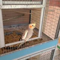 Calopsite allevate a mano