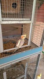 Calopsite allevate a mano