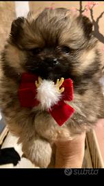 Spitz tedesco nano (Pomerania)