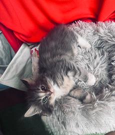 Cuccioli Mainecoon