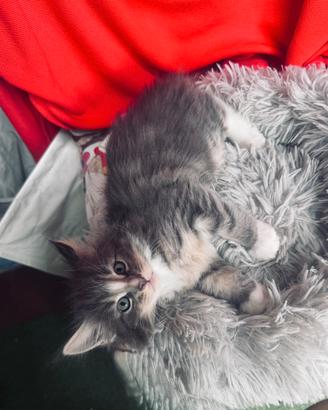 Cuccioli Mainecoon