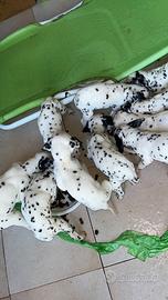 Vendita cucciolo dalmata
