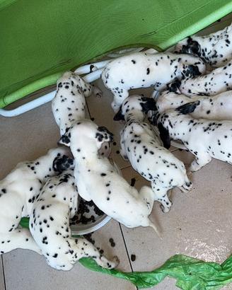 Vendita cucciolo dalmata