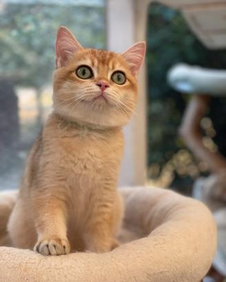 British Shorthair