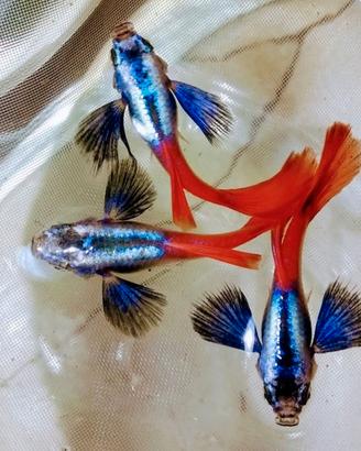 Guppy dumbo red tail