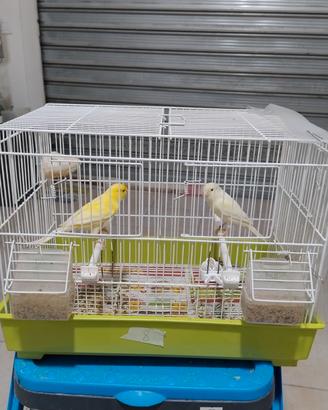 Animali uccelli