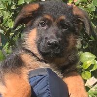 Cuccioli pastore tedesco disponibili