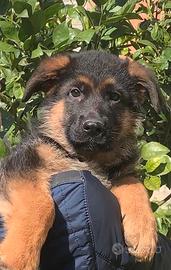 Cuccioli pastore tedesco disponibili