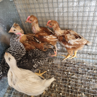 Galline