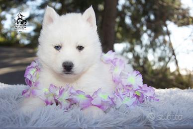Cuccioli Siberian Husky total white pedigree Enci