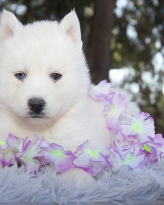 Cuccioli Siberian Husky total white pedigree Enci