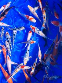 Carpe koi