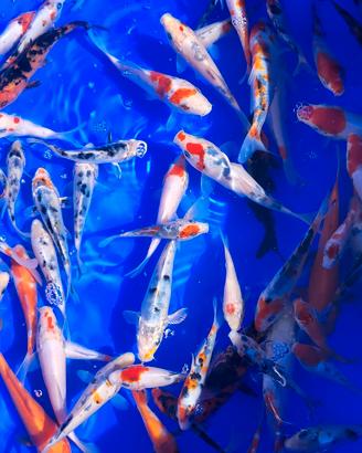 Carpe koi