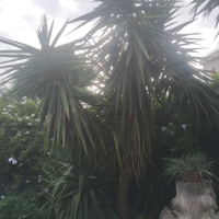 Piante di yucca