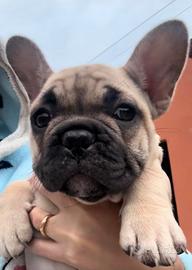 Bulldog francese