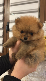 Cucciolo di Pomerania Spitz