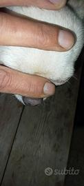Chihuahua pedigree ENCI