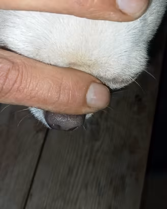 Chihuahua pedigree ENCI