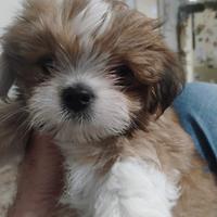 Lhasa apso cuccioli