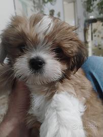 Lhasa apso cuccioli