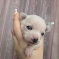 Cucciolo Chiwawa maschio