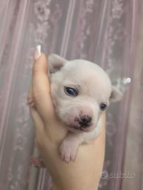 Cucciolo Chiwawa maschio