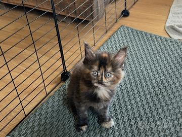 Cucciola Maine coon pedigree prestigioso