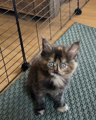 Cucciola Maine coon pedigree prestigioso