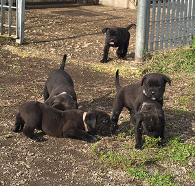 Cuccioli di Cane Corso