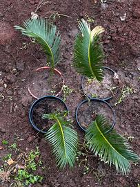 Cycas recoluta