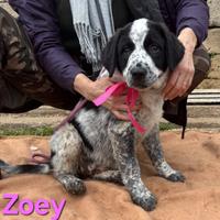 Zoey cucciola taglia grande simil caucaso