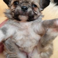 Cucciola femmina chihuahua