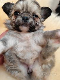 Cucciola femmina chihuahua