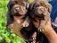 Immagine 18