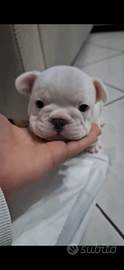 Bulldog francese