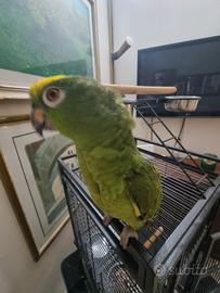 Amazzone fronte gialla