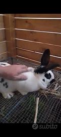 Coniglio pezzato gigante papillon cuccioli