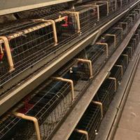 Batterie di gabbie per pollastre facco