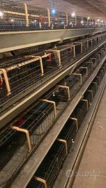 Batterie di gabbie per pollastre facco