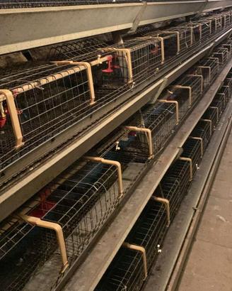 Batterie di gabbie per pollastre facco